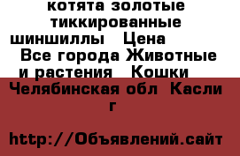 котята золотые тиккированные шиншиллы › Цена ­ 8 000 - Все города Животные и растения » Кошки   . Челябинская обл.,Касли г.